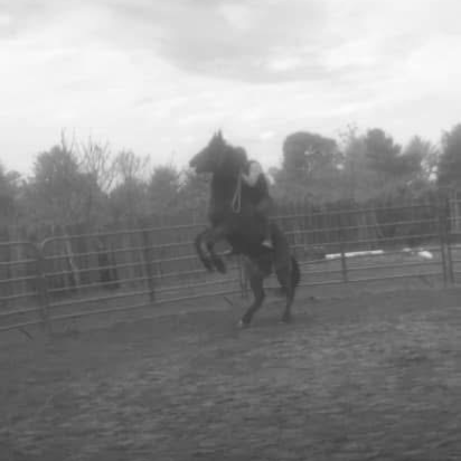 Photo of the third ride Stevie Lou put on her 3-year old mustang filly. Stevie Lou is riding bareback with a halter and mustang filly is doing a slow rear that was expected because the filly tends to rear for expression.
